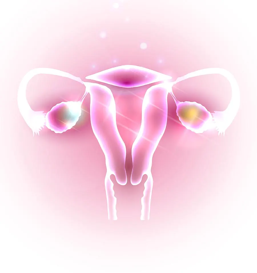 Female uterus and ovary image